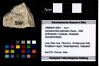 Foto (Objekt + Etikett) von Goniodromites bidentatus (Reuss, 1858)  (NHMW-GEO-1990-0041-2681)